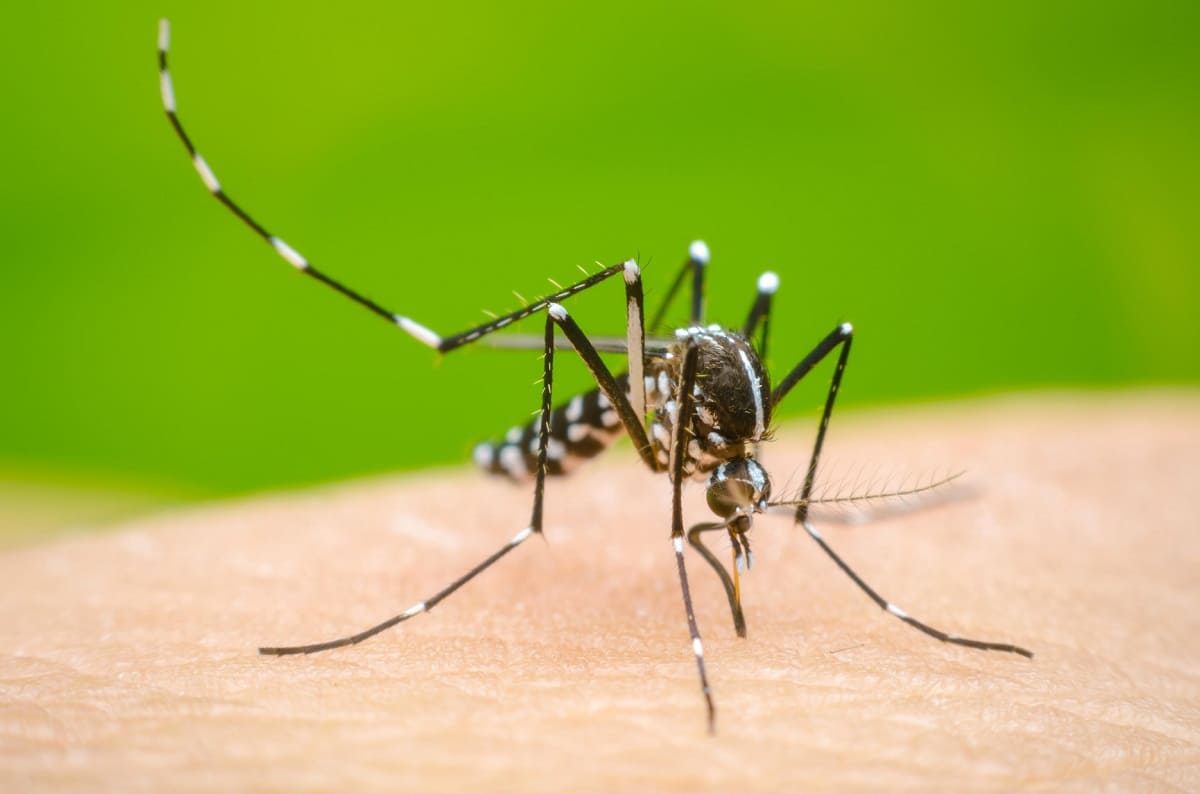 Se disparan 800% los casos de dengue en Puebla; se colocaran trampas ecológicas 3 dengue puebla