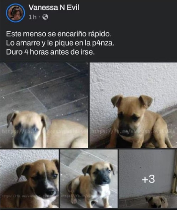 ¿Cuántos años podría pasar en la cárcel adolescente que mató a "Huellitas" en Huauchinango? 7 Huellitas