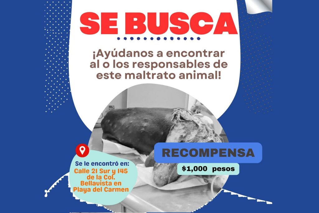 maltrato animal playa del carmen
