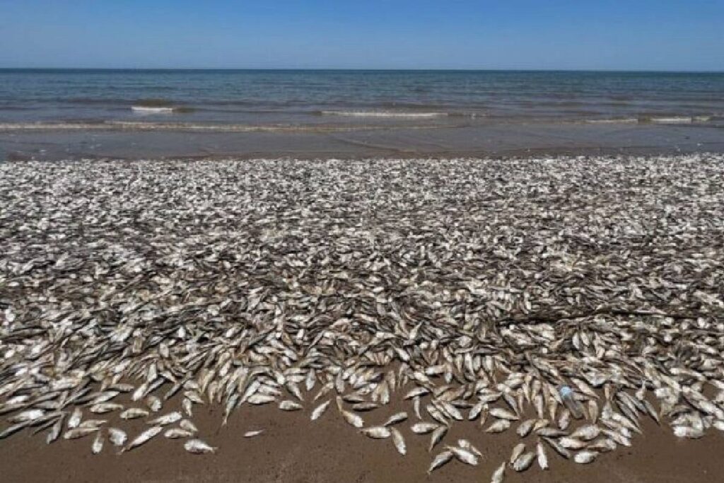 peces muertos en una costa