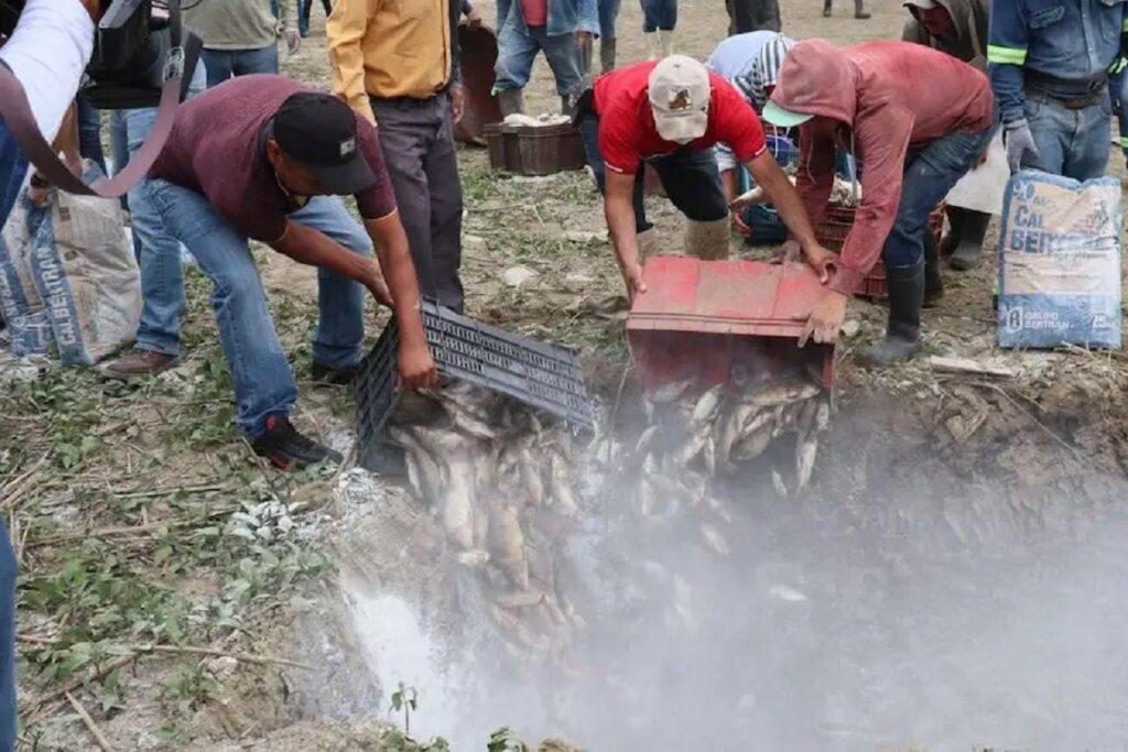 peces muertos hidalgo