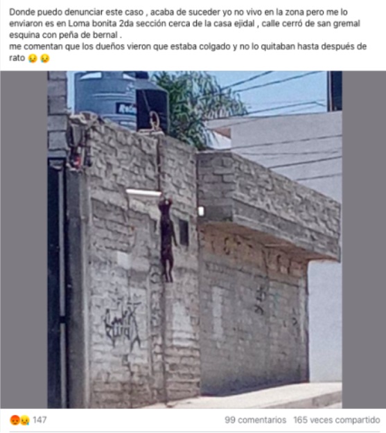 Perrita muere colgada de la azotea de una casa en Querétaro