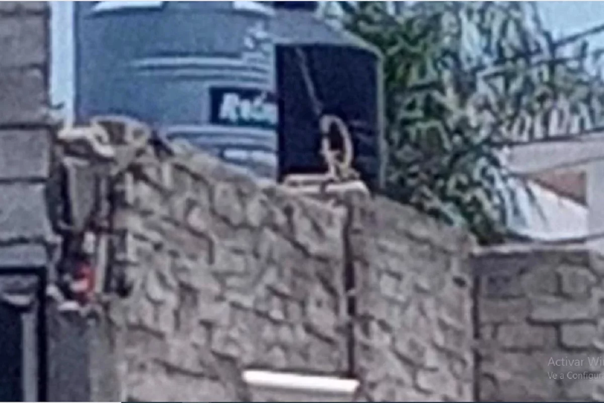 Perrita muere colgada de la azotea de una casa en Querétaro 1 perrita colgada en Queretaro