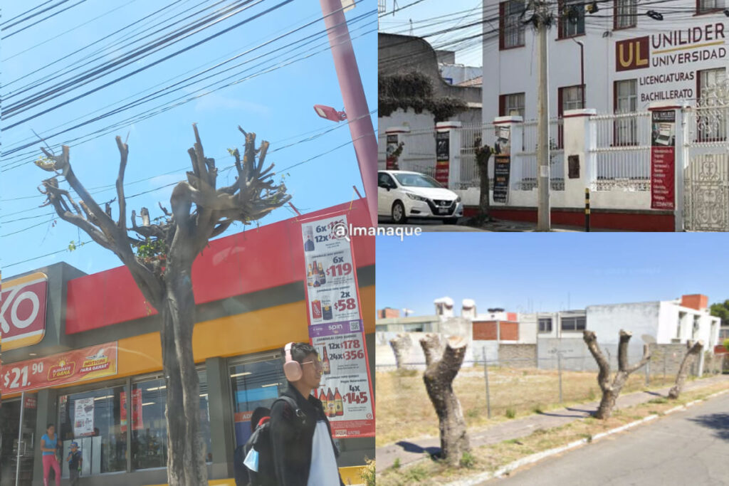 En estas zonas de Puebla se han derribado árboles sin justificación