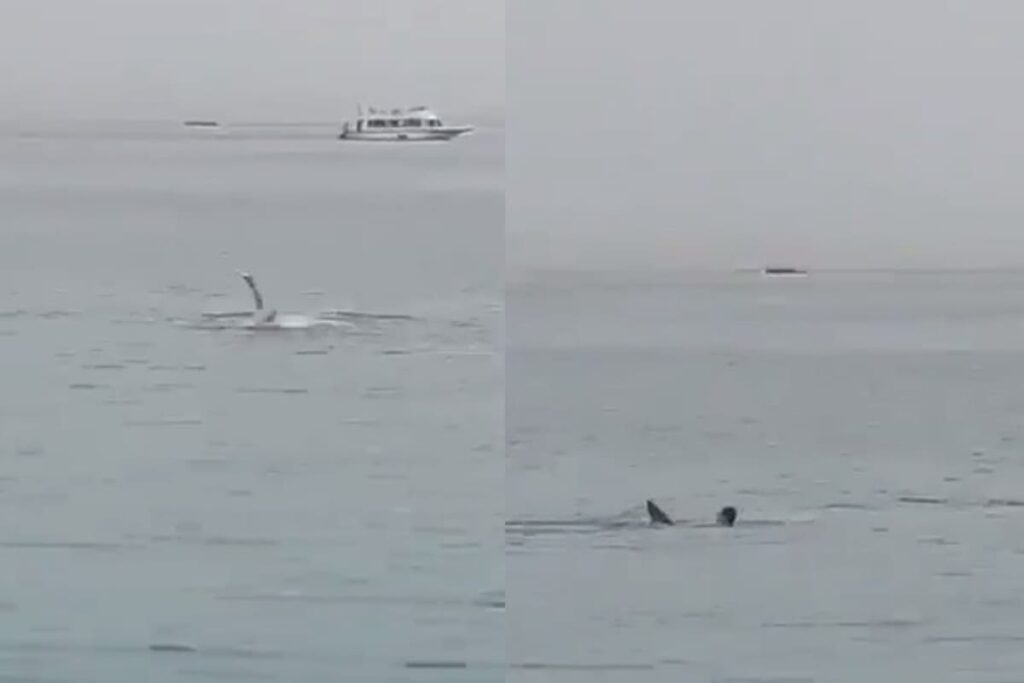 Tiburón se come a un ruso en Egipto