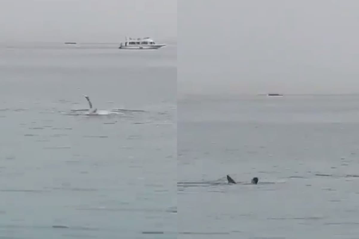 VIDEO: En Egipto un tiburón mató a un residente ruso 3 Tiburón se come a un ruso en Egipto