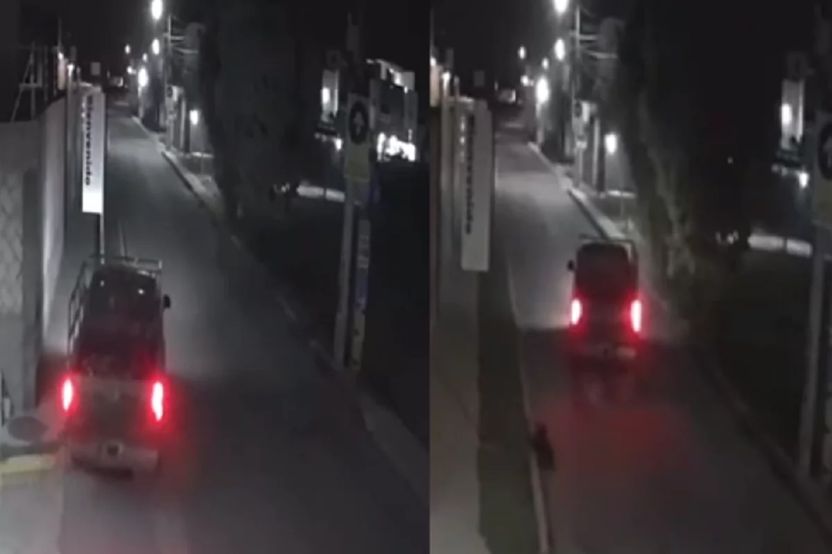 Conductor atropella a tres perros que dormían en la calle en Cuautlancingo; uno murió 1 Conductor en Cuautlancingo atropella a 3 perros