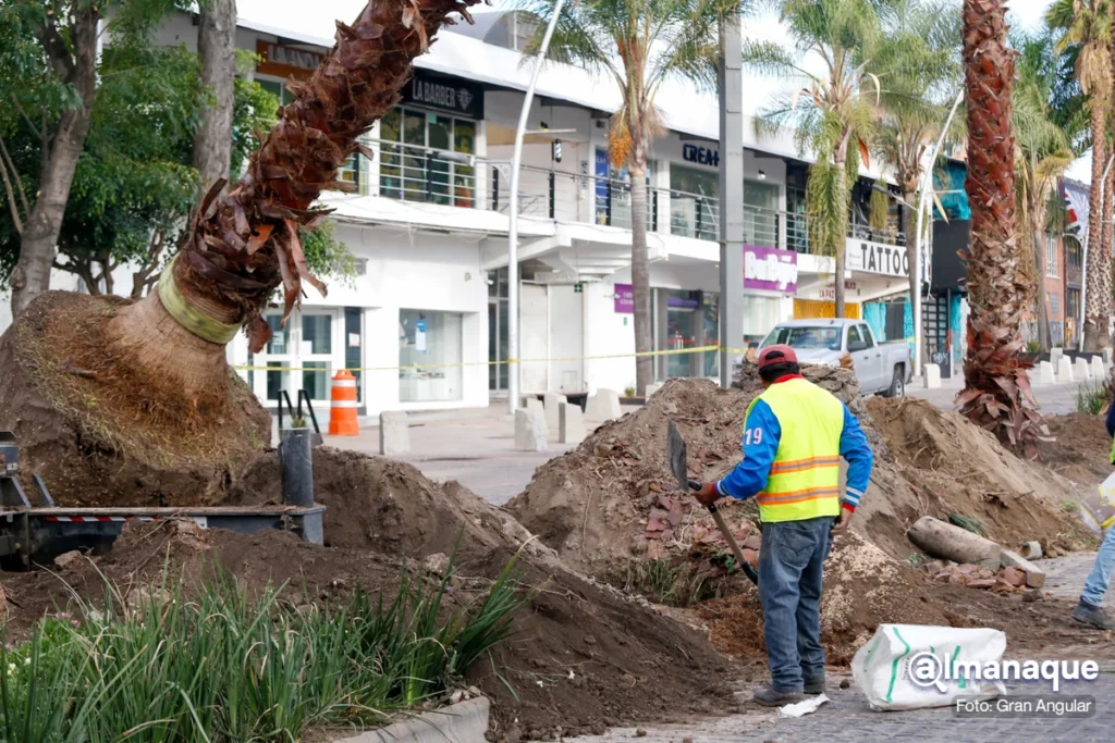 Eduardo Rivera Programa de Reforestacion de Palmeras