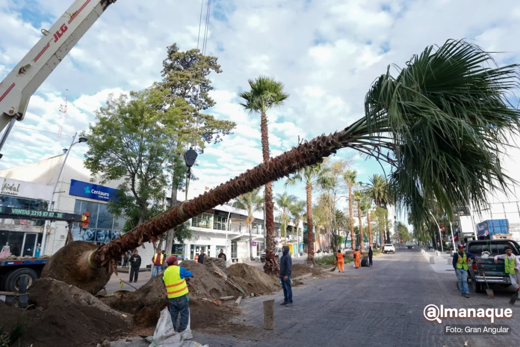 Eduardo Rivera Programa de Reforestacion de Palmeras 2