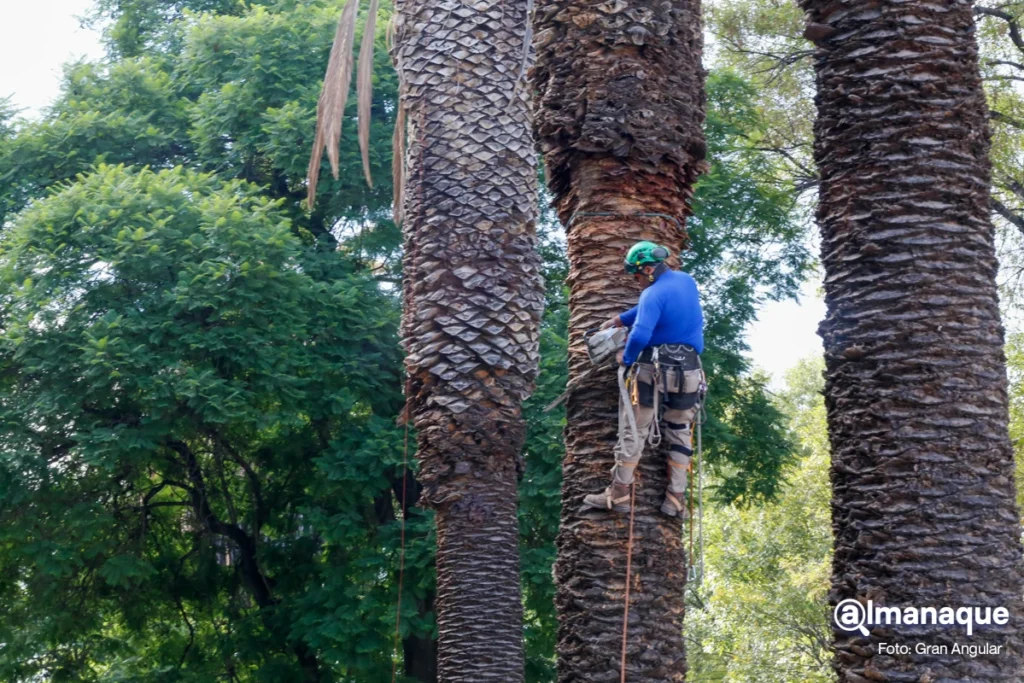 Eduardo Rivera Programa de Reforestacion de Palmeras 4