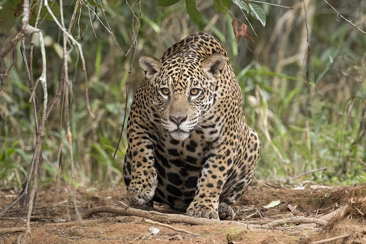 FOTOS: Atropellan y matan a un jaguar en Tulum e intentan robar su cuerpo 1 Jaguar Panthera onca