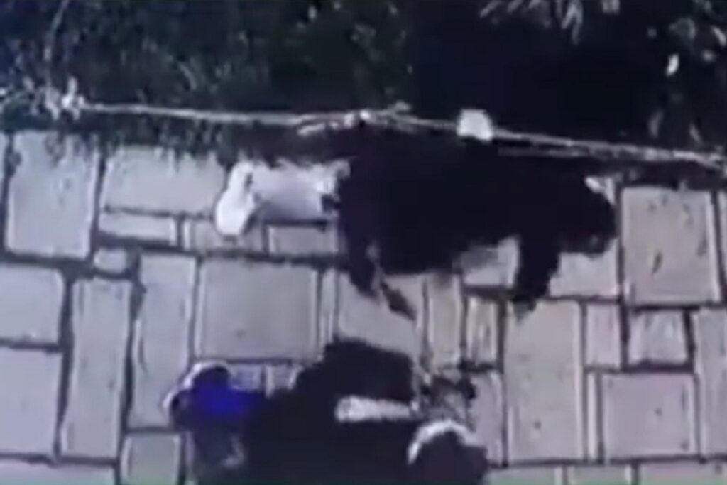 asalto bosques de san sebastian Puebla