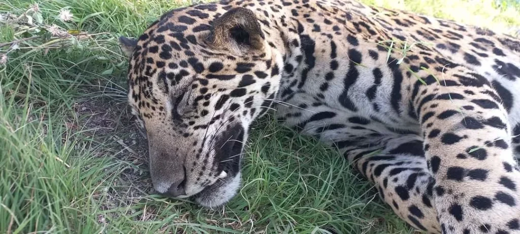 FOTOS: Atropellan y matan a un jaguar en Tulum e intentan robar su cuerpo 5 atropellan a jaguar en tulum 2