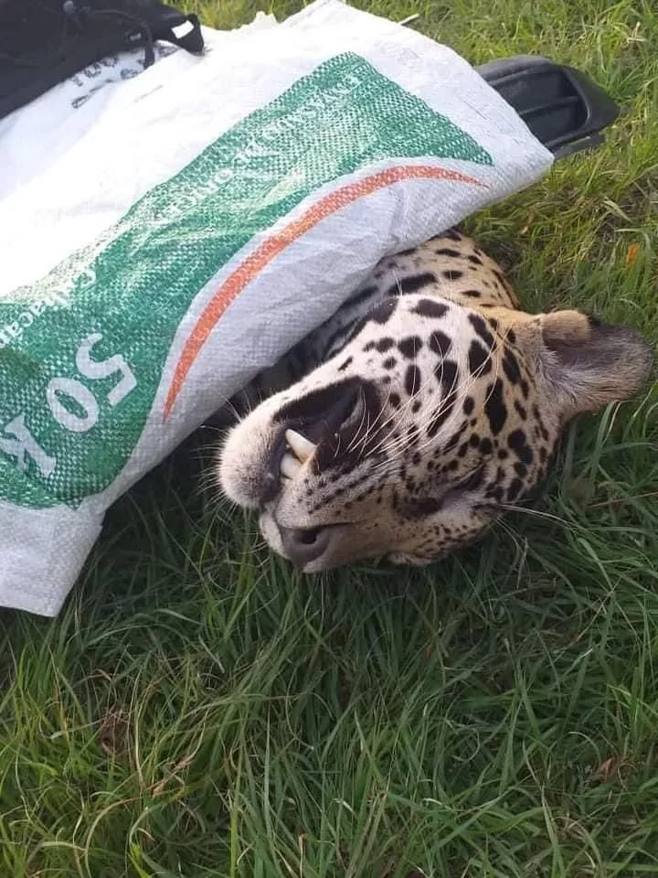 FOTOS: Atropellan y matan a un jaguar en Tulum e intentan robar su cuerpo 4 atropellan a jaguar en tulum 3