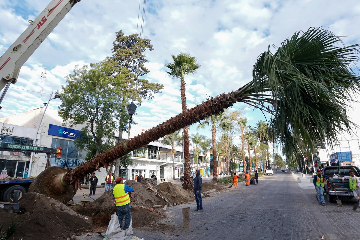 Ayuntamiento de Puebla plantará 62 nuevas palmeras en la avenida Juárez 8 avenida Juarez 1