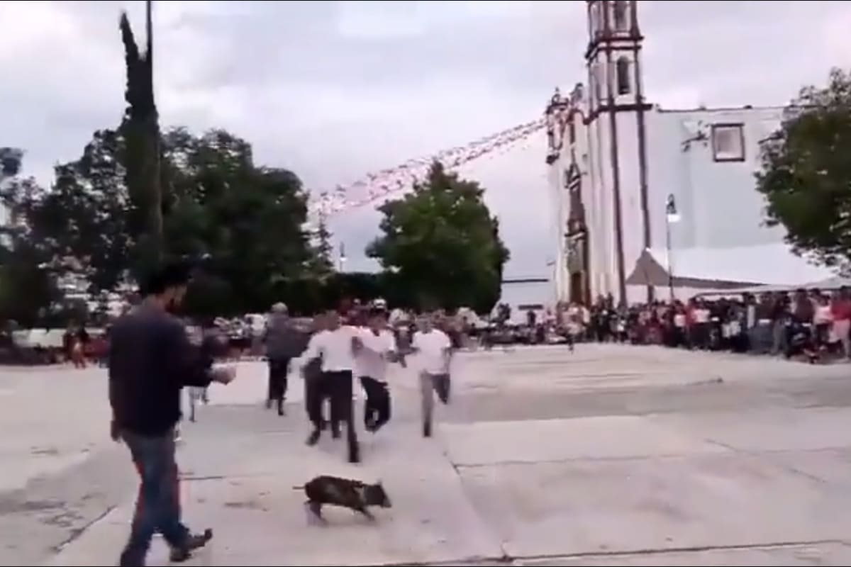Sigue la crueldad animal: Niños rompen patas a un cerdito en Tecali de Herrera (VIDEO) 3 Crueldad Animal en Tecali de Herrera