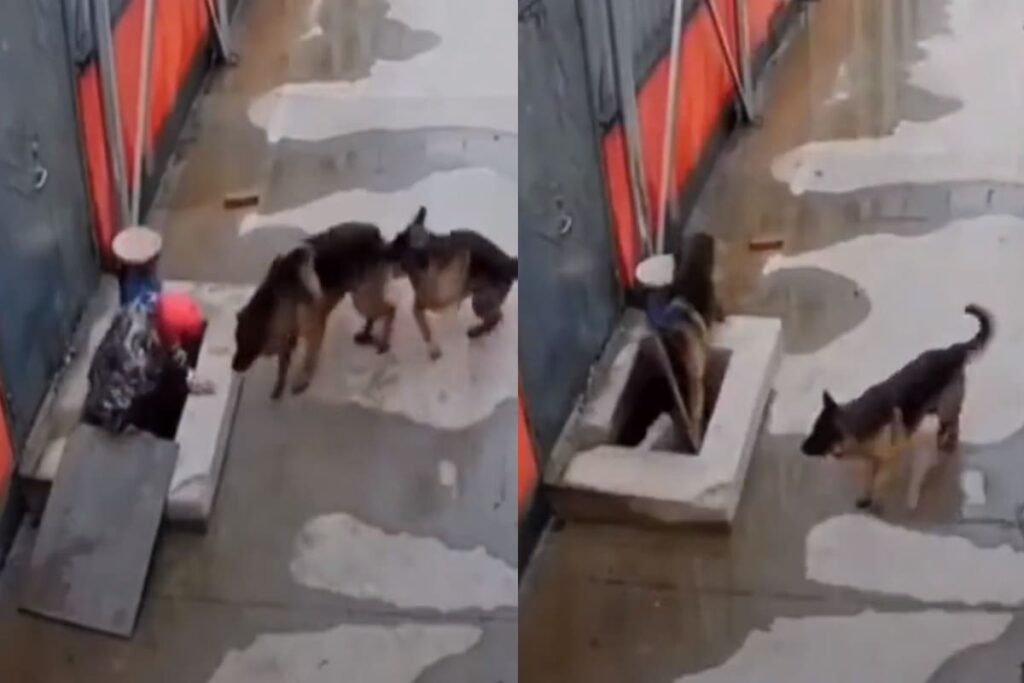 Lomito corre por ayuda para su amigo