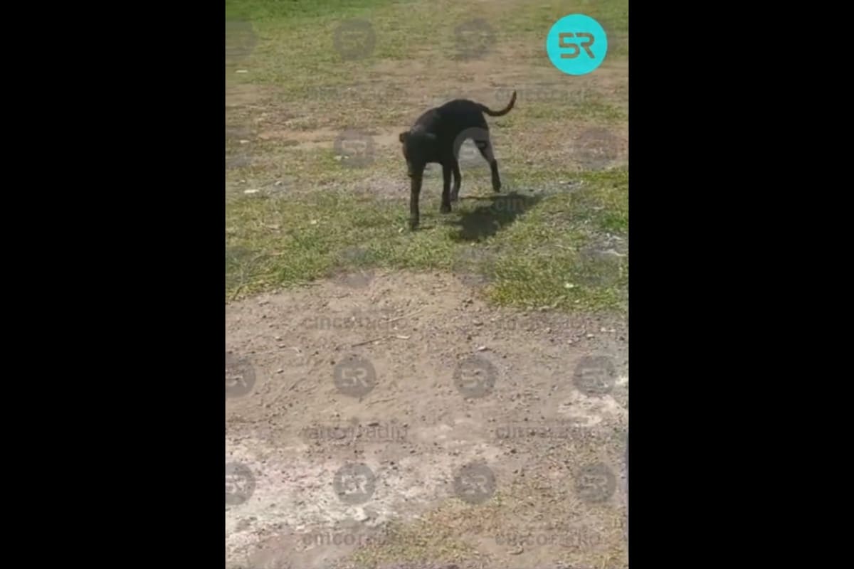 Menor que atacó a perrita en Atlixco volvió a abusar sexualmente de otro perro 4 Menor volvió a abusar sexualmente de un perro en Atlixco