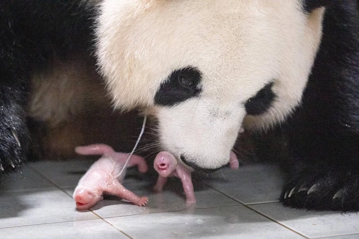 FOTOS: Nacen pandas gemelos por primera vez en Corea del Sur: "Ai Bao" da a luz en un zoológico de Seúl 1 pandas bebes