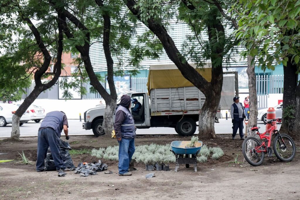retiran planton mariguana puebla 1