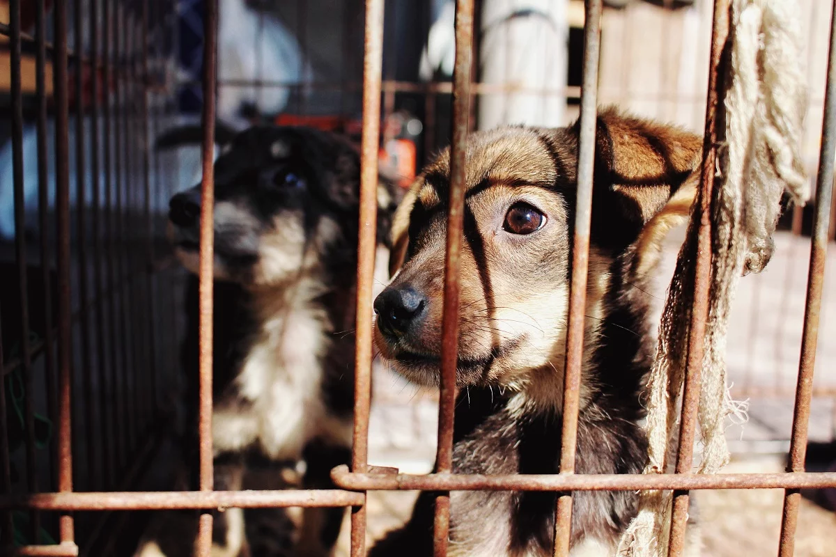 Vinculan a proceso a adolescente de 12 años que abusó sexualmente de perrita en Atlixco 3 Vinculan a proceso a adolescente de 12 anos que abuso sexualmente de perrita en
