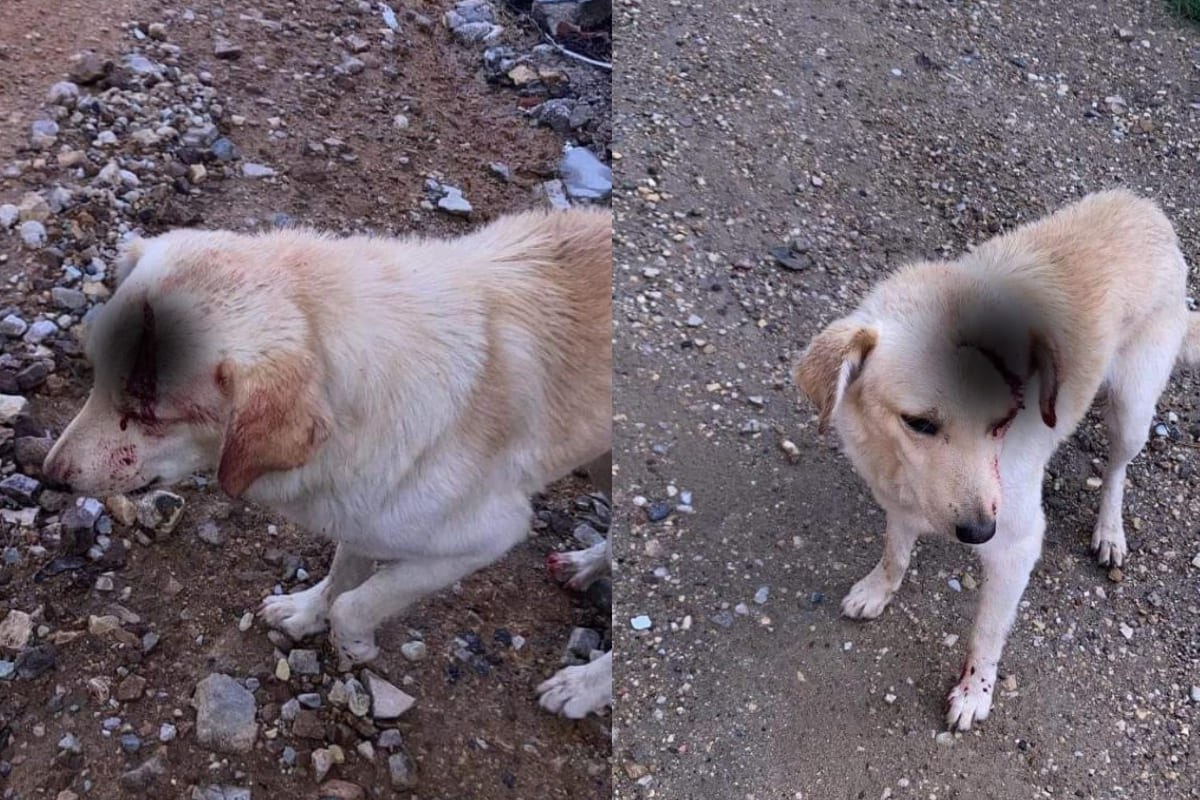 Perrito fue atacado con un machete en la cabeza en Oaxaca 4 Atacan a perro con machete en oaxaca