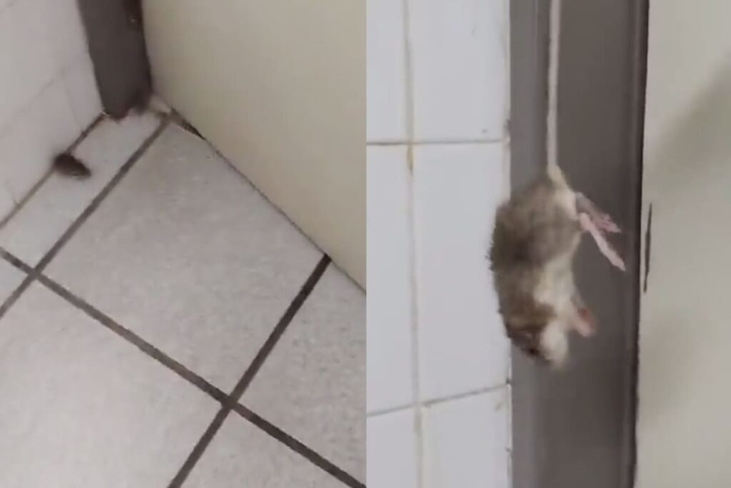 ISSSTE despide a enfermera por exhibir presencia de ratones en hospital de BCS