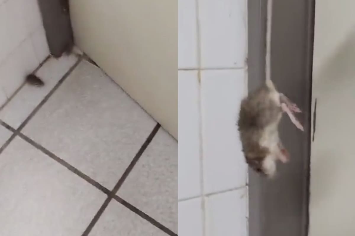 ISSSTE despide a enfermera por exhibir presencia de ratones en hospital de BCS