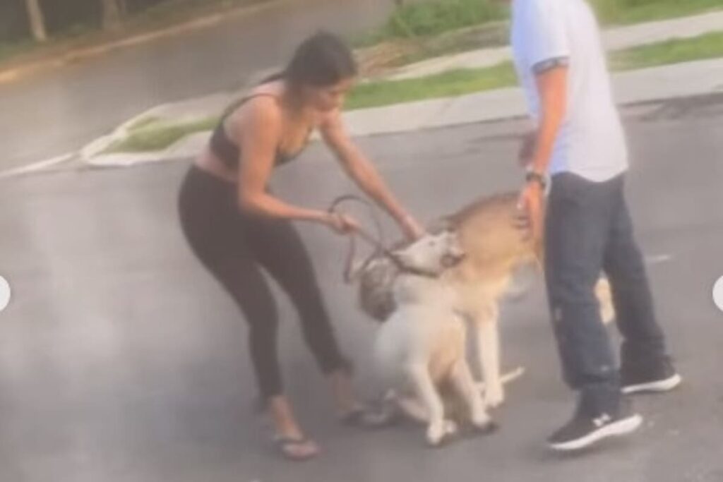 Mujer ordena a su Husky matar a otro perro en Jalisco