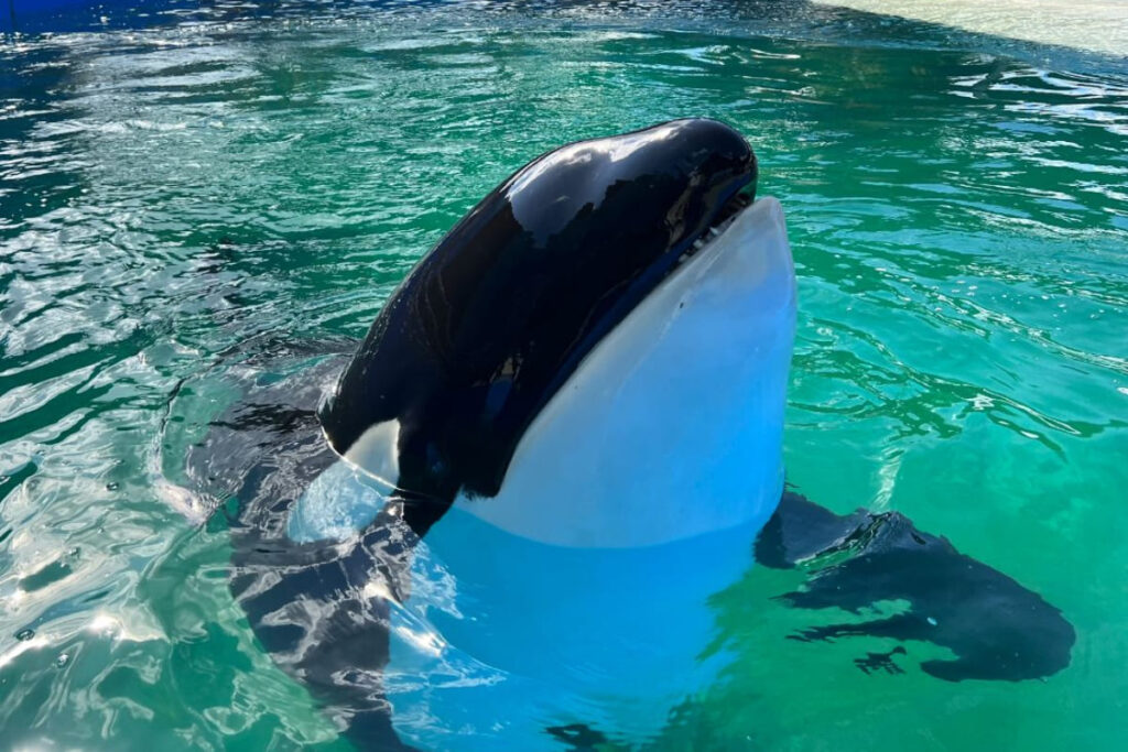 Murió la orca Lolita