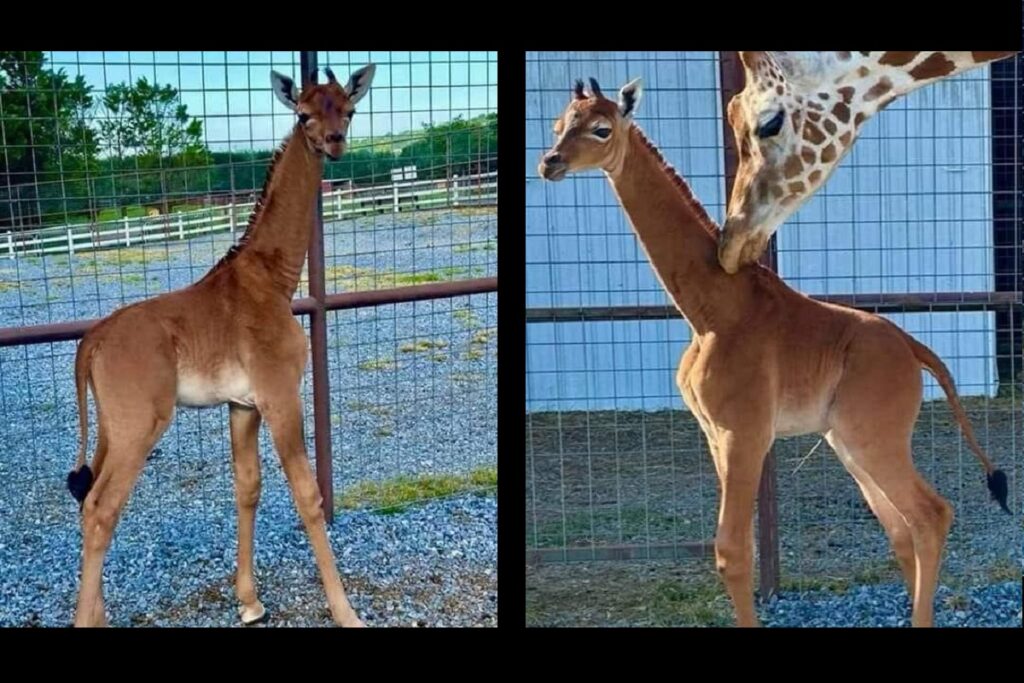 nace jirafa sin manchas