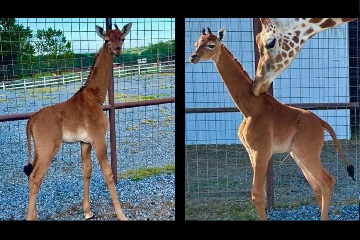 nace jirafa sin manchas