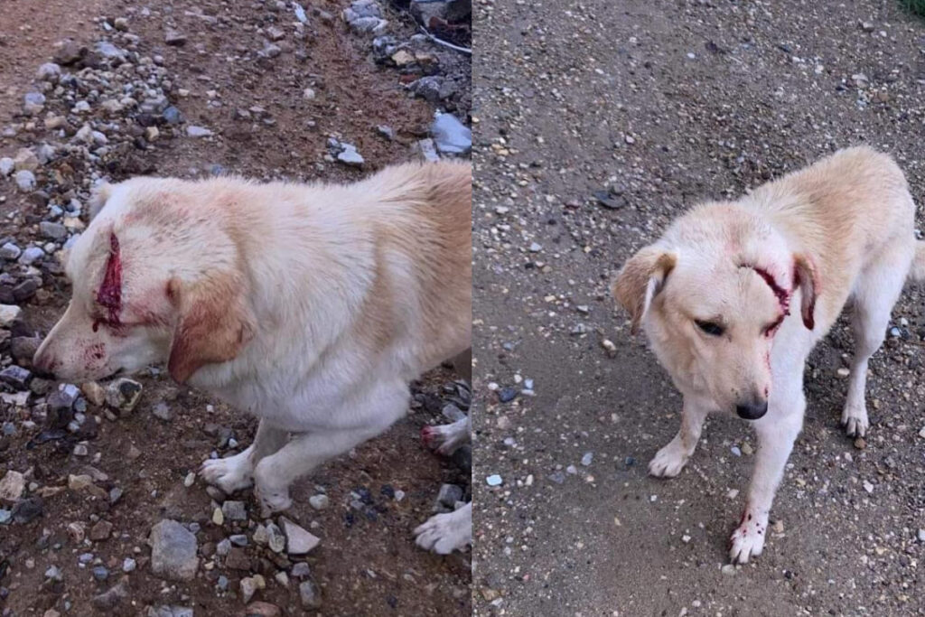 perrito atacado en oaxaca 1