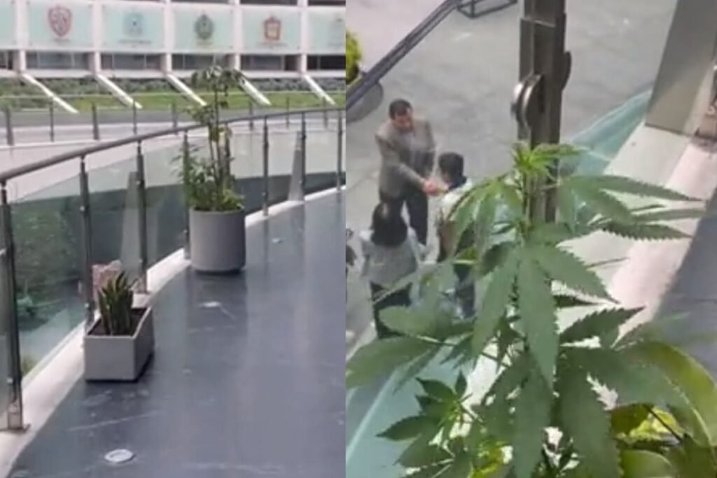 planta de marihuana en el senado