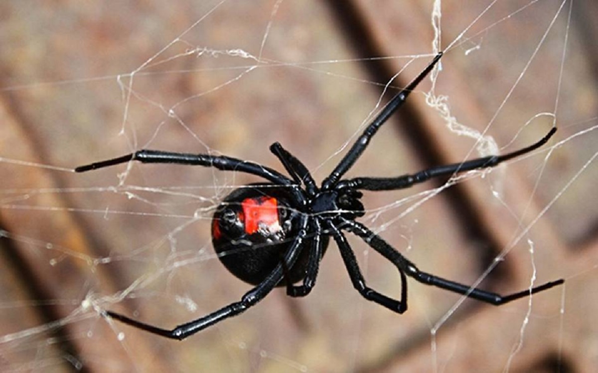 Niño boliviano se hace picar por una viuda negra para transformarse en Spiderman 3 viuda negra boliviaq