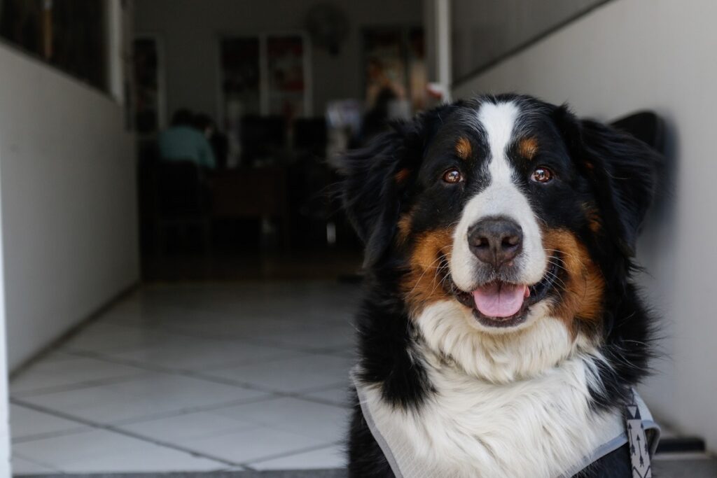 centros de bienestar animal puebla