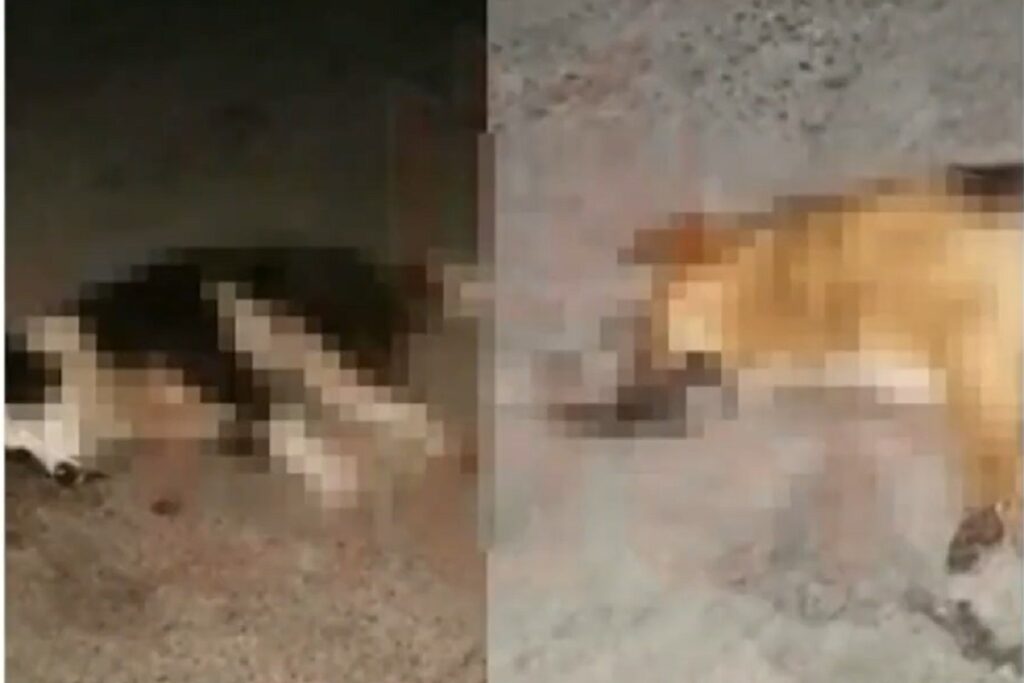 crueldad animal huauchinango