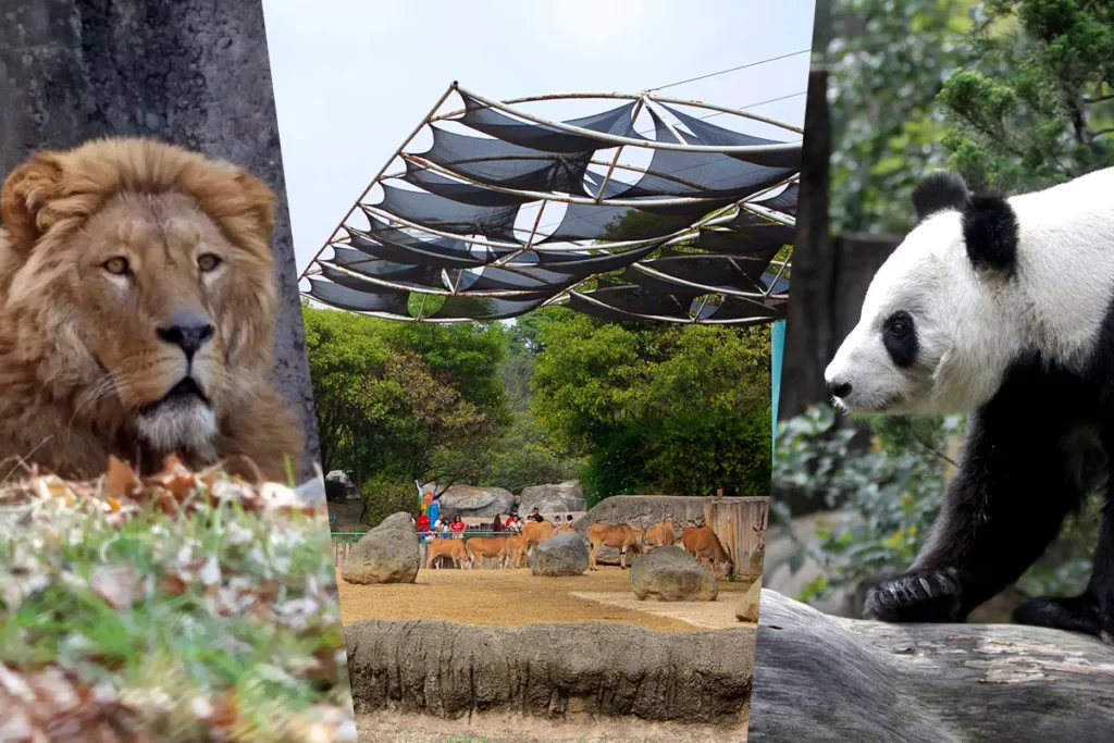 llegar al zoologico de Chapultepec desde Puebla