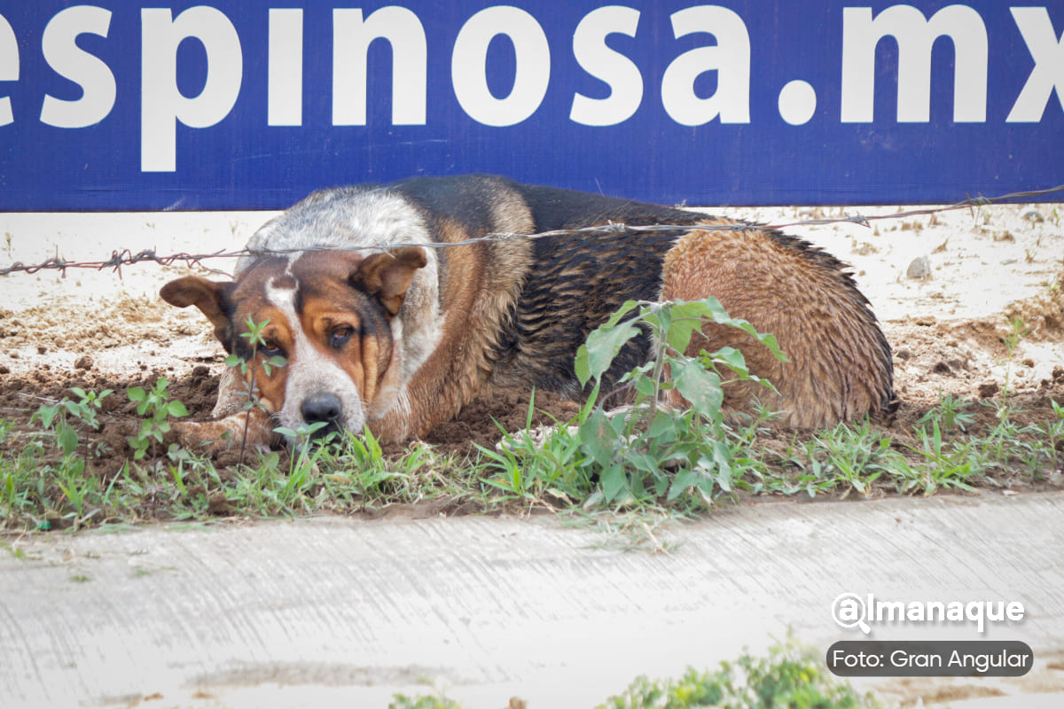 En Puebla capital hay 315 denuncias por maltrato animal 3 En Puebla capital hay 315 denuncias por maltrato animal