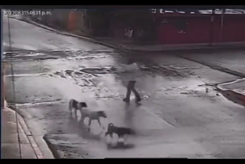 maltrato animal en puebla