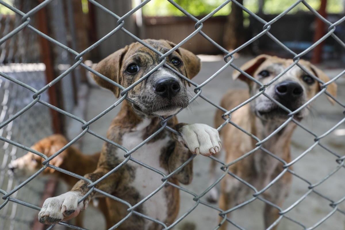 VIDEO: Denuncian envenenamiento masivo de perros callejeros en Chignahuapan 1 maltrato animal