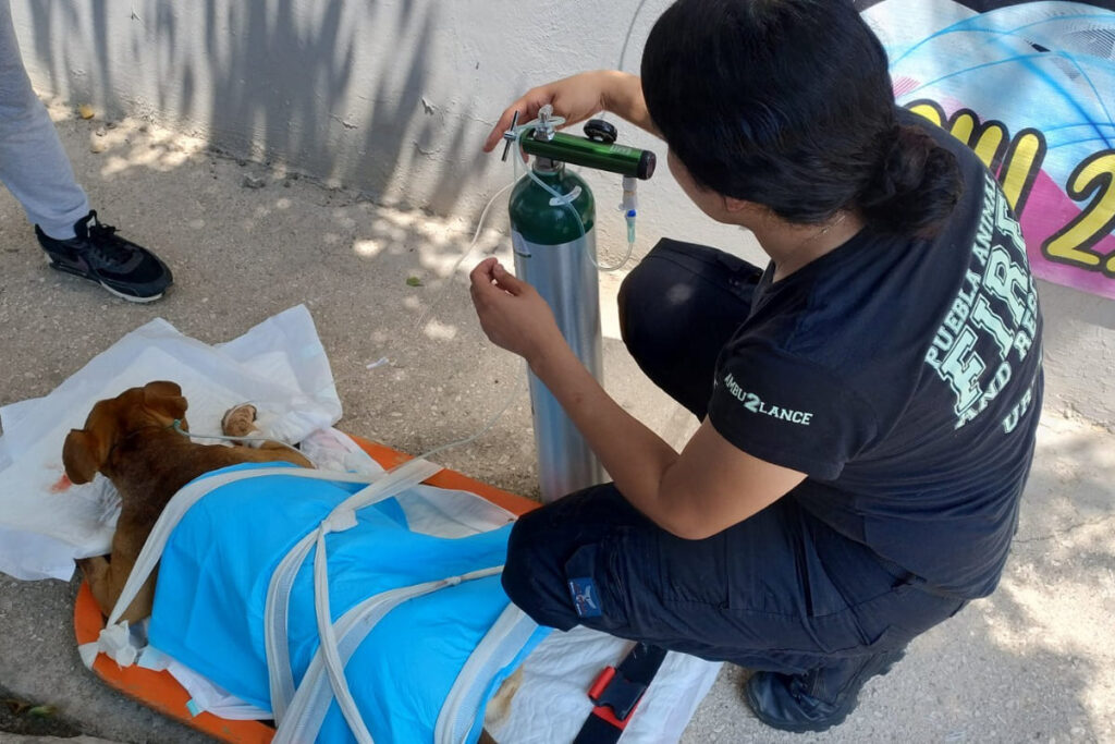 FOTOS: Niño hirió a una perrita al lanzarle un cuete en La Guadalupana