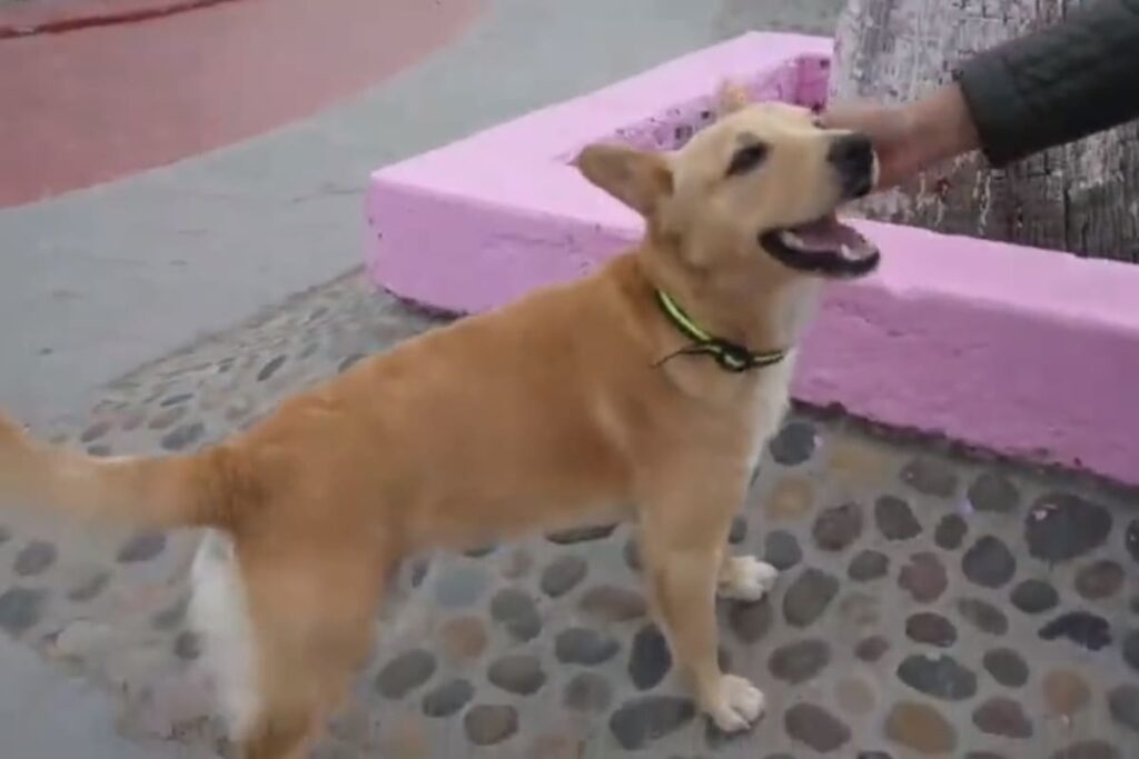 Oso el perrito migrante