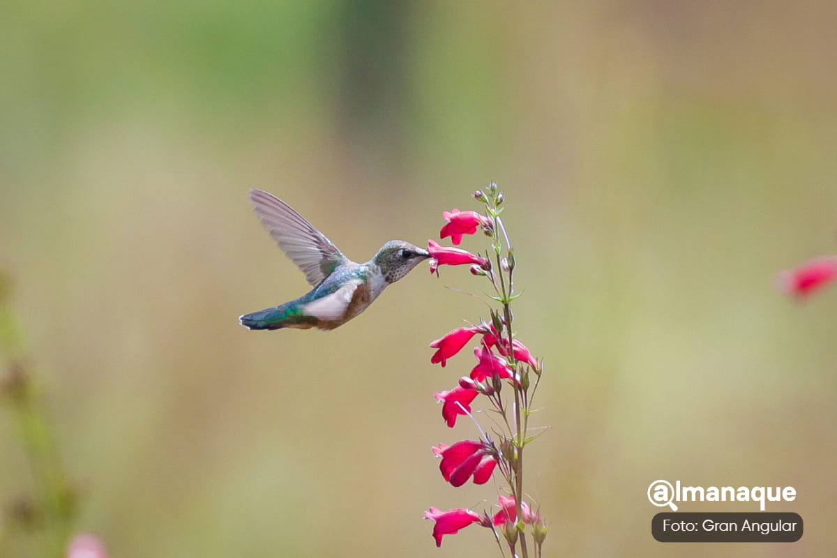 FOTOS y VIDEO: Conoce el Santuario del Colibrí en Tlahuapan a tan solo una hora de Puebla 8 FOTOS y VIDEO: Conoce el Santuario del Colibrí en Tlahuapan a tan solo una hora de Puebla