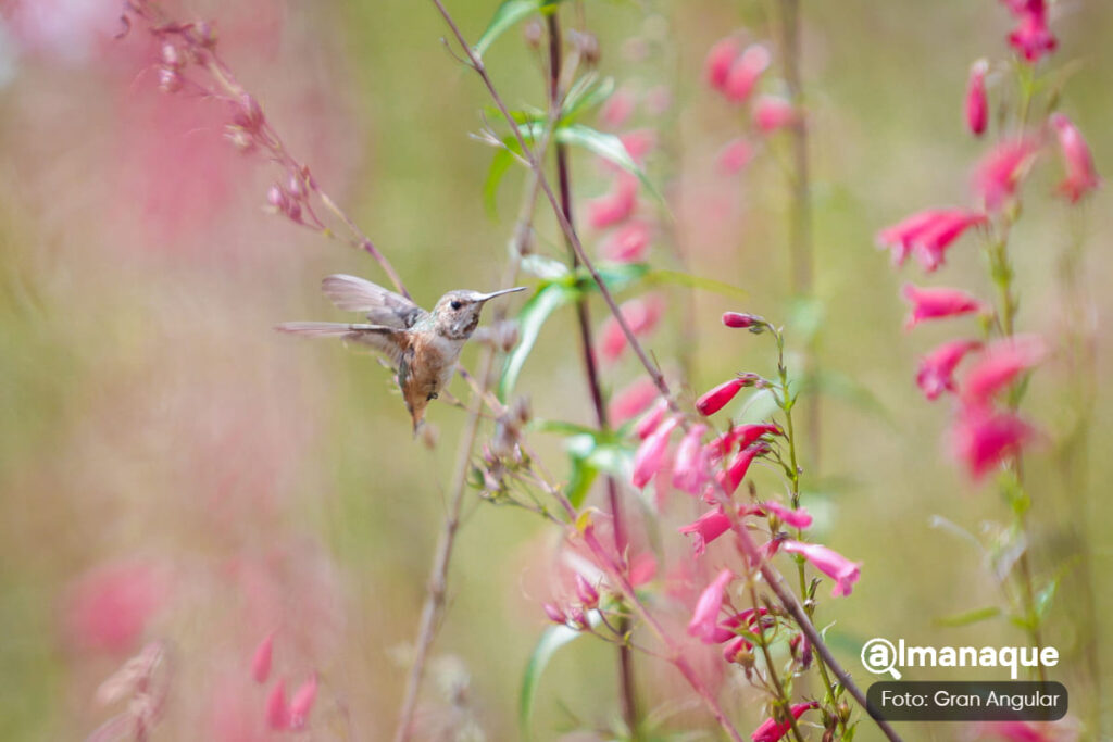 santuario del colibri 3