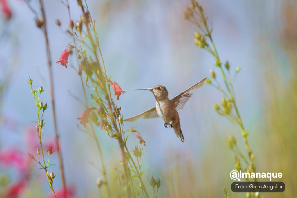santuario del colibri 4