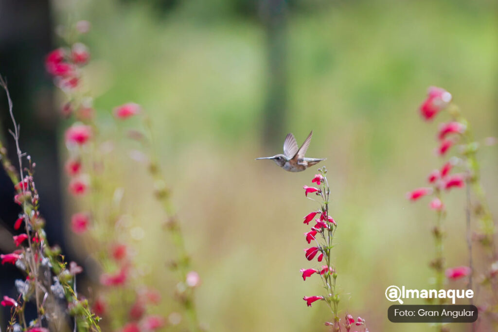 santuario del colibri 5