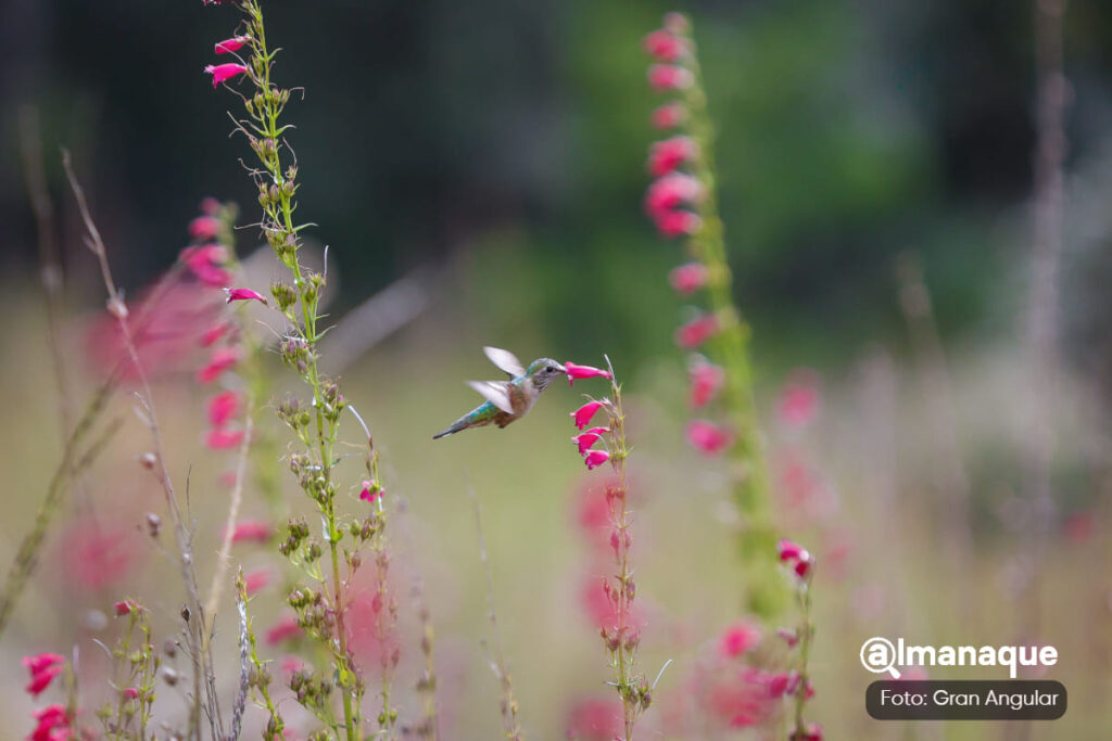 santuario del colibri 6