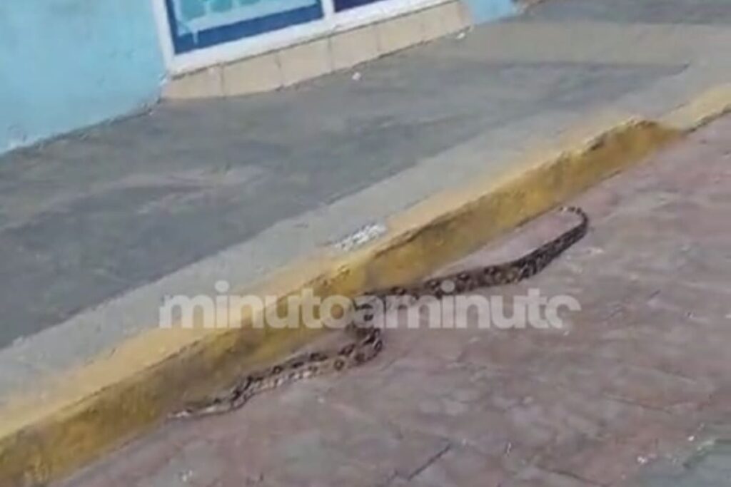 VIDEO: Serpiente de más de 2 metros se paseaba por calles de Huauchinango
