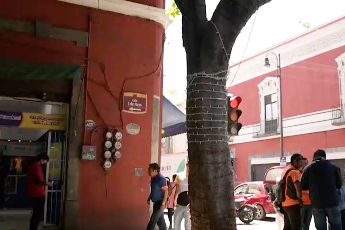 Detecta la Secretaría del Medio Ambiente árbol con riesgo de caída en la calle 5 de Mayo 7 Detecta la Secretaria del Medio Ambiente arbol con riesgo de caida